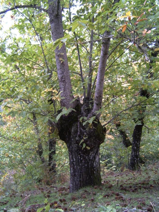 Viviendas Rurales Del Robledo Castano de Robledo Zewnętrze zdjęcie
